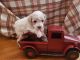 Toy Poodle Puppies for sale in Kalamazoo, MI, USA. price: $2,000