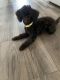 Toy Poodle Puppies for sale in Austin, TX, USA. price: NA
