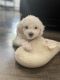 Toy Poodle Puppies for sale in Elizabeth, NJ, USA. price: $1,000