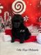 Toy Poodle Puppies for sale in Salisbury, NC, USA. price: NA