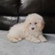 Toy Poodle Puppies for sale in Sterling Heights, MI, USA. price: $500
