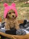 Toy Poodle Puppies for sale in St. Louis, MO, USA. price: $1,800