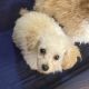 Toy Poodle Puppies for sale in Cleveland, NC 27013, USA. price: $600