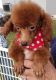 Toy Poodle Puppies for sale in Chuckey, TN 37641, USA. price: $1,800