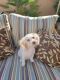 Toy Poodle Puppies for sale in Henderson, NV, USA. price: NA