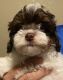 Toy Poodle Puppies for sale in Strathmore, CA 93267, USA. price: $1,000