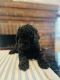 Toy Poodle Puppies for sale in Worcester, MA, USA. price: $1,000