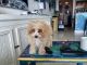 Toy Poodle Puppies for sale in Fort Myers, FL, USA. price: NA