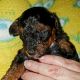Toy Poodle Puppies for sale in Taylor, MI 48180, USA. price: $2,300