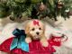 Toy Poodle Puppies for sale in Houston, TX, USA. price: $1,900
