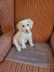 Toy Poodle Puppies for sale in Henderson, NV, USA. price: $1,200