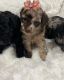 Toy Poodle Puppies for sale in Cooper City, FL, USA. price: NA
