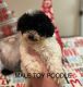 Toy Poodle Puppies for sale in Concord, NC, USA. price: NA