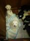 Toy Poodle Puppies for sale in Somerset, TX, USA. price: NA