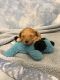 Toy Poodle Puppies for sale in Anderson County, SC, USA. price: NA