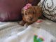 Toy Poodle Puppies for sale in Sullivan, MO 63080, USA. price: NA