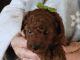 Toy Poodle Puppies for sale in Sullivan, MO 63080, USA. price: $1,500