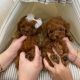 Toy Poodle Puppies for sale in Davisboro, GA 31018, USA. price: $600