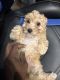 Toy Poodle Puppies for sale in Columbia, MD, USA. price: NA
