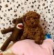 Toy Poodle Puppies for sale in Okmulgee, OK 74447, USA. price: NA