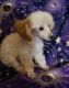 Toy Poodle Puppies for sale in Taylor, MI 48180, USA. price: $1,300