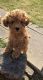 Toy Poodle Puppies for sale in Dallas, TX, USA. price: $550