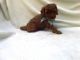 Toy Poodle Puppies for sale in Hacienda Heights, CA, USA. price: $1,499