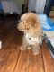 Toy Poodle Puppies for sale in Woodland Park, NJ, USA. price: $4,000