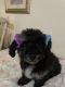 Toy Poodle Puppies for sale in Marion, OH 43302, USA. price: NA