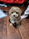 Toy Poodle Puppies for sale in Woodland Park, NJ, USA. price: $3,700