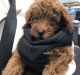Toy Poodle Puppies for sale in Katy, TX, USA. price: NA