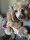 Toy Poodle Puppies for sale in Enid, OK, USA. price: NA