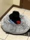 Toy Poodle Puppies for sale in Mishawaka, IN, USA. price: NA
