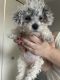 Toy Poodle Puppies for sale in Enid, OK, USA. price: NA