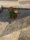 Toy Poodle Puppies for sale in Atlanta, GA 30305, USA. price: NA
