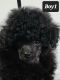 Toy Poodle Puppies for sale in Longview, WA, USA. price: $3,500
