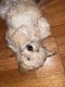 Toy Poodle Puppies for sale in Lansing, IL, USA. price: NA