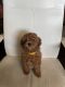 Toy Poodle Puppies for sale in 6152 Larry Way, North Highlands, CA 95660, USA. price: NA