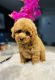 Toy Poodle Puppies for sale in Sanford, FL, USA. price: $2,650