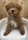 Toy Poodle Puppies for sale in Hamtramck, MI, USA. price: $1,350