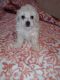 Toy Poodle Puppies for sale in Tulsa, OK, USA. price: $900
