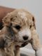 Toy Poodle Puppies for sale in Conyers, GA 30012, USA. price: $1,200