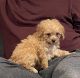 Toy Poodle Puppies for sale in Tigard, OR, USA. price: NA