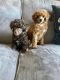 Toy Poodle Puppies for sale in Hayward, CA, USA. price: NA