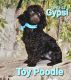 Toy Poodle Puppies for sale in Barnett, MO 65011, USA. price: $1,300