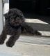 Toy Poodle Puppies for sale in Pensacola, FL, USA. price: NA