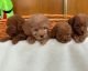 Toy Poodle Puppies for sale in Atlanta, GA, USA. price: $500