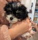 Toy Poodle Puppies for sale in Phoenix, AZ, USA. price: $2,000