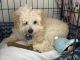 Toy Poodle Puppies for sale in Monterey Park, CA 91754, USA. price: NA