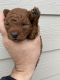 Toy Poodle Puppies for sale in Sacramento, CA, USA. price: $2,750